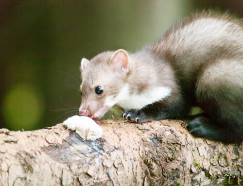 Husmår bekæmpelse: Den komplette guide til effektiv og lovlig løsning i Danmark