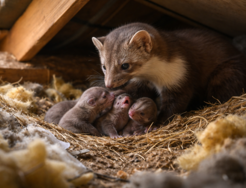 Hvornår får mår unger? Husmårens yngletid og tegn på unger i hjemmet
