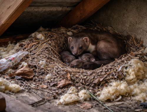 Mår rede: alt du skal vide om husmårens skjul i huset