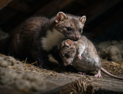 Spiser mår rotter? Fakta om husmårens rolle i dansk natur